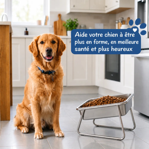Golden retriever devant la gamelle Cosyva grands chiens